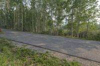 a long empty road is next to a green forest filled with trees and bushes,