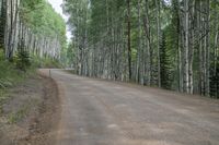 a dirt road in front of a tree filled forest area with no vehicles on it