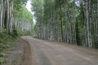 a dirt road in front of a tree filled forest area with no vehicles on it