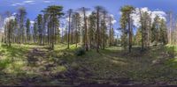 a wide view of the trees near the forest road with one bicycle on the side