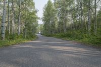 there is an asphalt road in the forest that is empty with trees on both sides