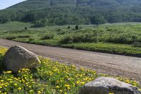 dirt and yellow flowers line a gravel road through an open field with a mountain in the distance