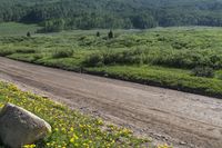 dirt and yellow flowers line a gravel road through an open field with a mountain in the distance