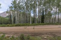Colorado High Mountain Road: A Forested Landscape