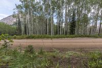 Colorado High Mountain Road: A Forested Landscape