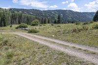 a mountaintop with pine trees and grass in the foreground, and a dirt road alongside them