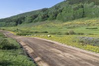 Colorado Highlands: Lush Green Landscape