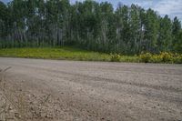 an empty dirt road passing by a forest filled with trees and yellow flowers on the side