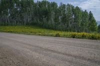 an empty dirt road passing by a forest filled with trees and yellow flowers on the side