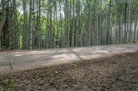 trees are on both sides of the dirt road in the forest, and some grass are all around it