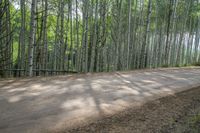 trees are on both sides of the dirt road in the forest, and some grass are all around it