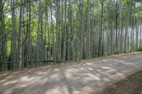 trees are on both sides of the dirt road in the forest, and some grass are all around it