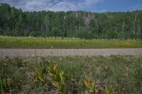 a grassy plain near a road and wooded area with trees in the distance near a small, dirt road