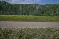 a grassy plain near a road and wooded area with trees in the distance near a small, dirt road