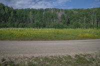 a grassy plain near a road and wooded area with trees in the distance near a small, dirt road