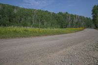 a dirt road next to a forest filled with trees and flowers near the roadside area