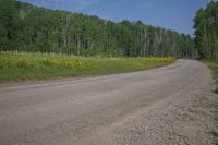 a dirt road next to a forest filled with trees and flowers near the roadside area