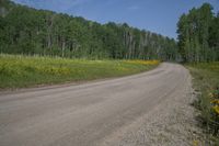 a dirt road next to a forest filled with trees and flowers near the roadside area