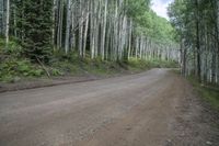 Colorado Landscape: Alpine Forest and Mountain