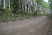 Colorado Landscape: Alpine Forest and Mountain