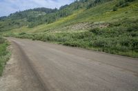 a dog with a stick looking down an empty road, surrounded by green hills and trees