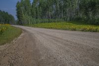 a dirt road going through the woods with flowers on both sides of it, a car is parked on the road