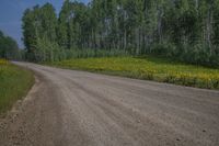 a dirt road going through the woods with flowers on both sides of it, a car is parked on the road