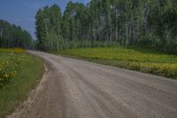 a dirt road going through the woods with flowers on both sides of it, a car is parked on the road