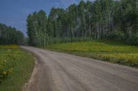 a dirt road going through the woods with flowers on both sides of it, a car is parked on the road