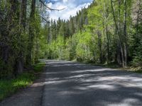 an asphalt road in the middle of a forest, with evergreen trees in the background