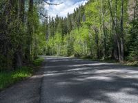 an asphalt road in the middle of a forest, with evergreen trees in the background