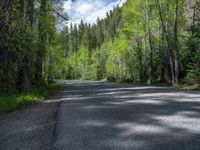 an asphalt road in the middle of a forest, with evergreen trees in the background