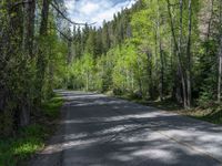 an asphalt road in the middle of a forest, with evergreen trees in the background