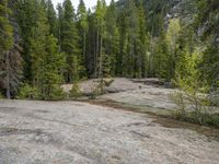 a dog stands on the edge of some large boulders in the middle of trees and rocks