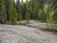 a dog stands on the edge of some large boulders in the middle of trees and rocks