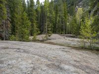 a dog stands on the edge of some large boulders in the middle of trees and rocks