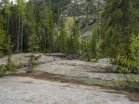 a dog stands on the edge of some large boulders in the middle of trees and rocks