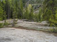 a dog stands on the edge of some large boulders in the middle of trees and rocks