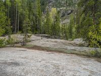 a dog stands on the edge of some large boulders in the middle of trees and rocks