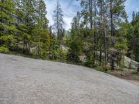 a dog stands on the edge of some large boulders in the middle of trees and rocks