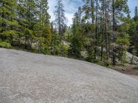 a dog stands on the edge of some large boulders in the middle of trees and rocks