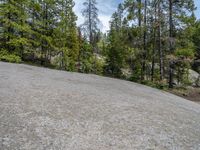 a dog stands on the edge of some large boulders in the middle of trees and rocks