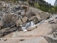 a dog stands on the edge of some large boulders in the middle of trees and rocks