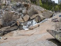 a dog stands on the edge of some large boulders in the middle of trees and rocks