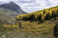 trees on the ground by a mountain in fall, near a stream in a valley