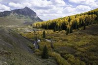 trees on the ground by a mountain in fall, near a stream in a valley