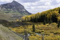 trees on the ground by a mountain in fall, near a stream in a valley