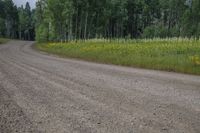 a country road runs along side a grove of tall trees and yellow wildflowers