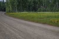 a country road runs along side a grove of tall trees and yellow wildflowers