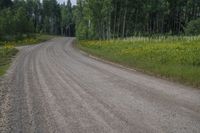 a country road runs along side a grove of tall trees and yellow wildflowers